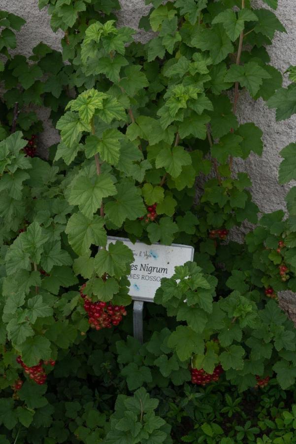 Fiori&Vigne Di Cecilia Marcon Farra di Soligo Exterior foto